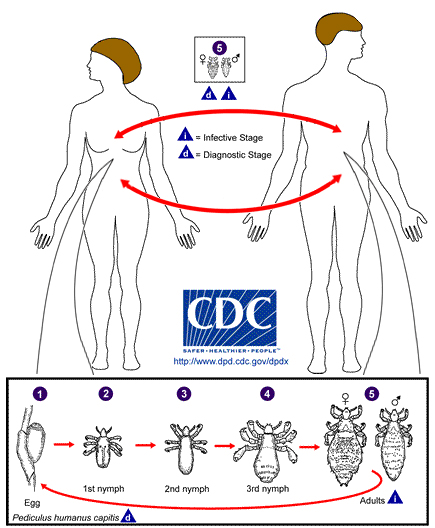 Life cycle of the body louse http://www.cdc.gov/parasites/lice/body/biology.html